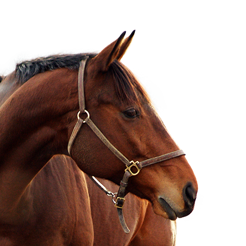 Ecurie De La Peraliere CENTRE EQUESTRE LA TARDIERE Clara CHEVALIER 2
