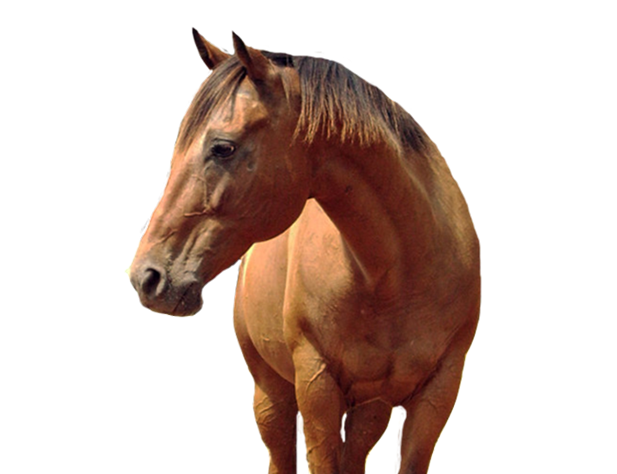 Ecurie De La Peraliere CENTRE EQUESTRE LA TARDIERE E Mengage A Assurer