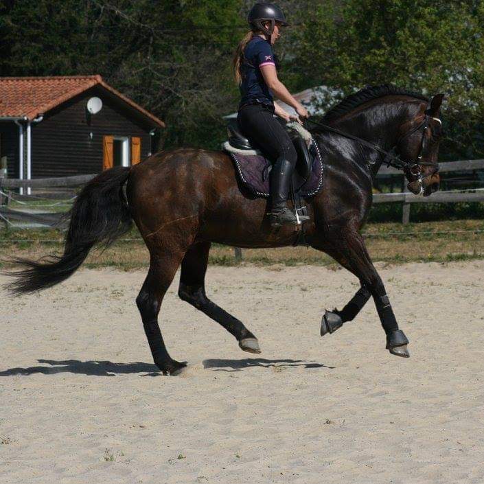 Ecurie De La Peraliere CENTRE EQUESTRE LA TARDIERE Img 1