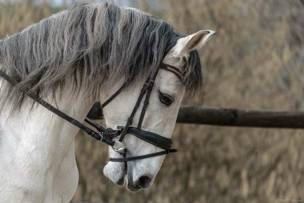 Ecurie De La Peraliere CENTRE EQUESTRE LA TARDIERE Img 12