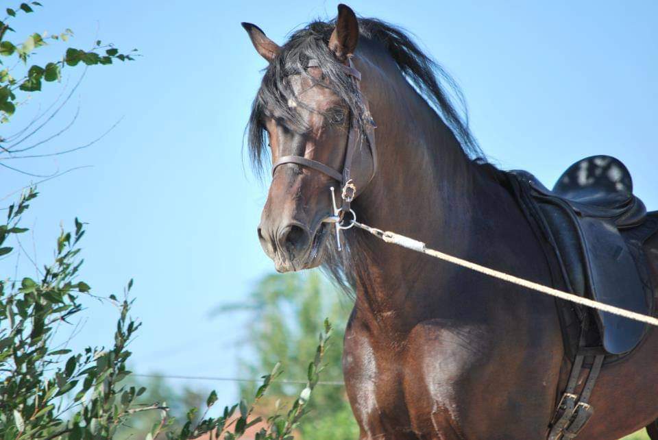 Ecurie De La Peraliere CENTRE EQUESTRE LA TARDIERE Img 17