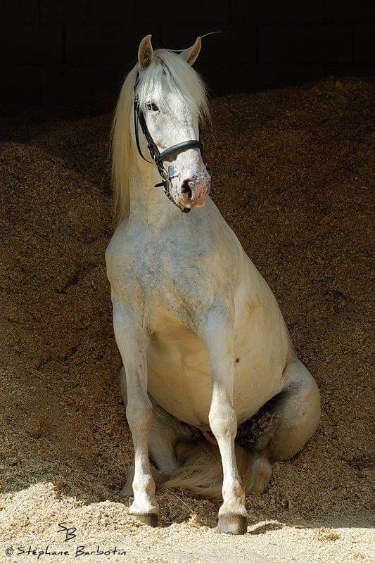 Ecurie De La Peraliere CENTRE EQUESTRE LA TARDIERE Img 19
