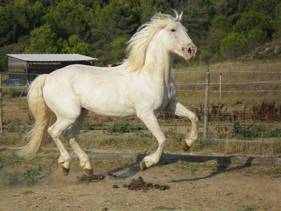 Ecurie De La Peraliere CENTRE EQUESTRE LA TARDIERE Img 21