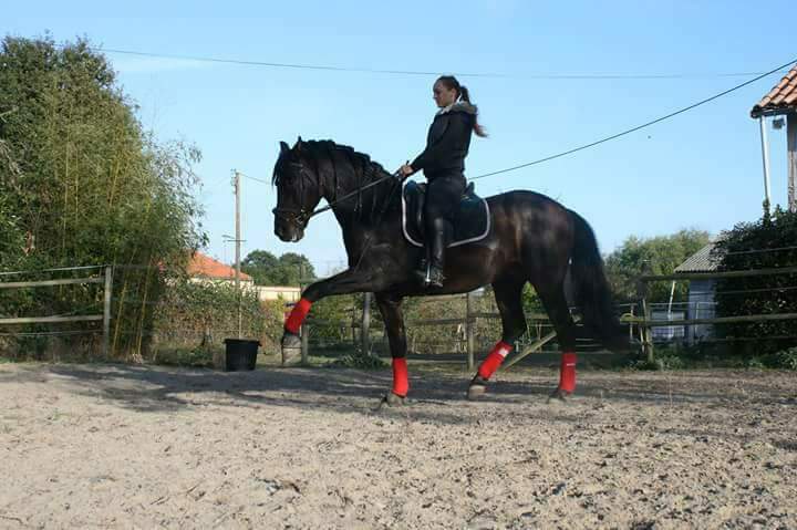 Ecurie De La Peraliere CENTRE EQUESTRE LA TARDIERE Img 26