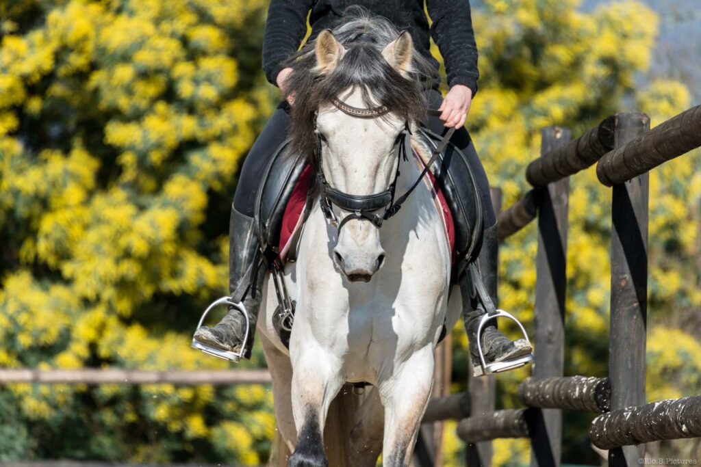 Ecurie De La Peraliere CENTRE EQUESTRE LA TARDIERE Img 5