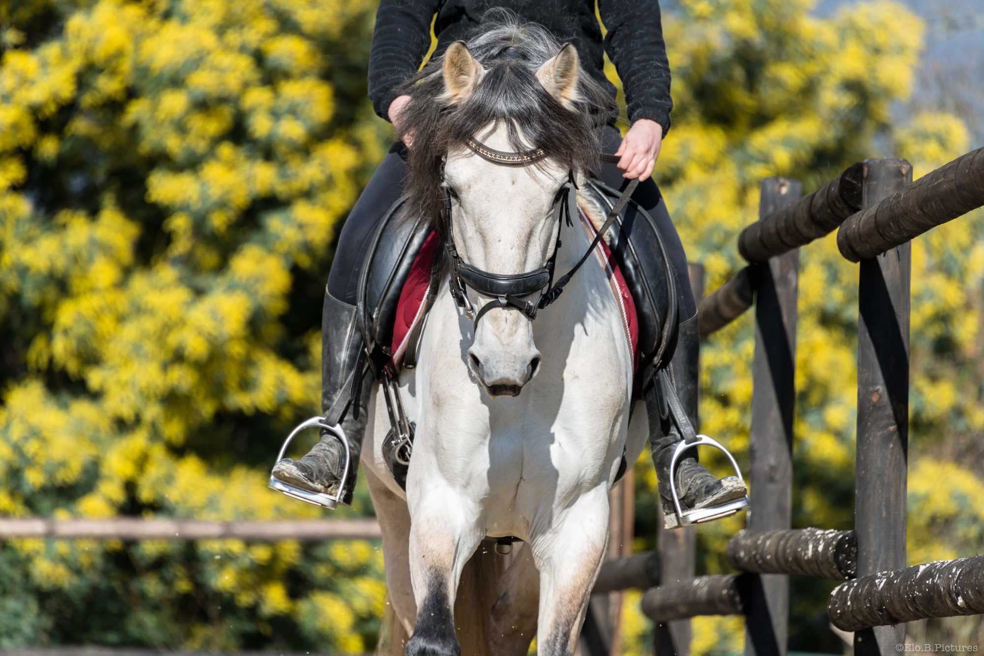 Ecurie De La Peraliere CENTRE EQUESTRE LA TARDIERE Img 5